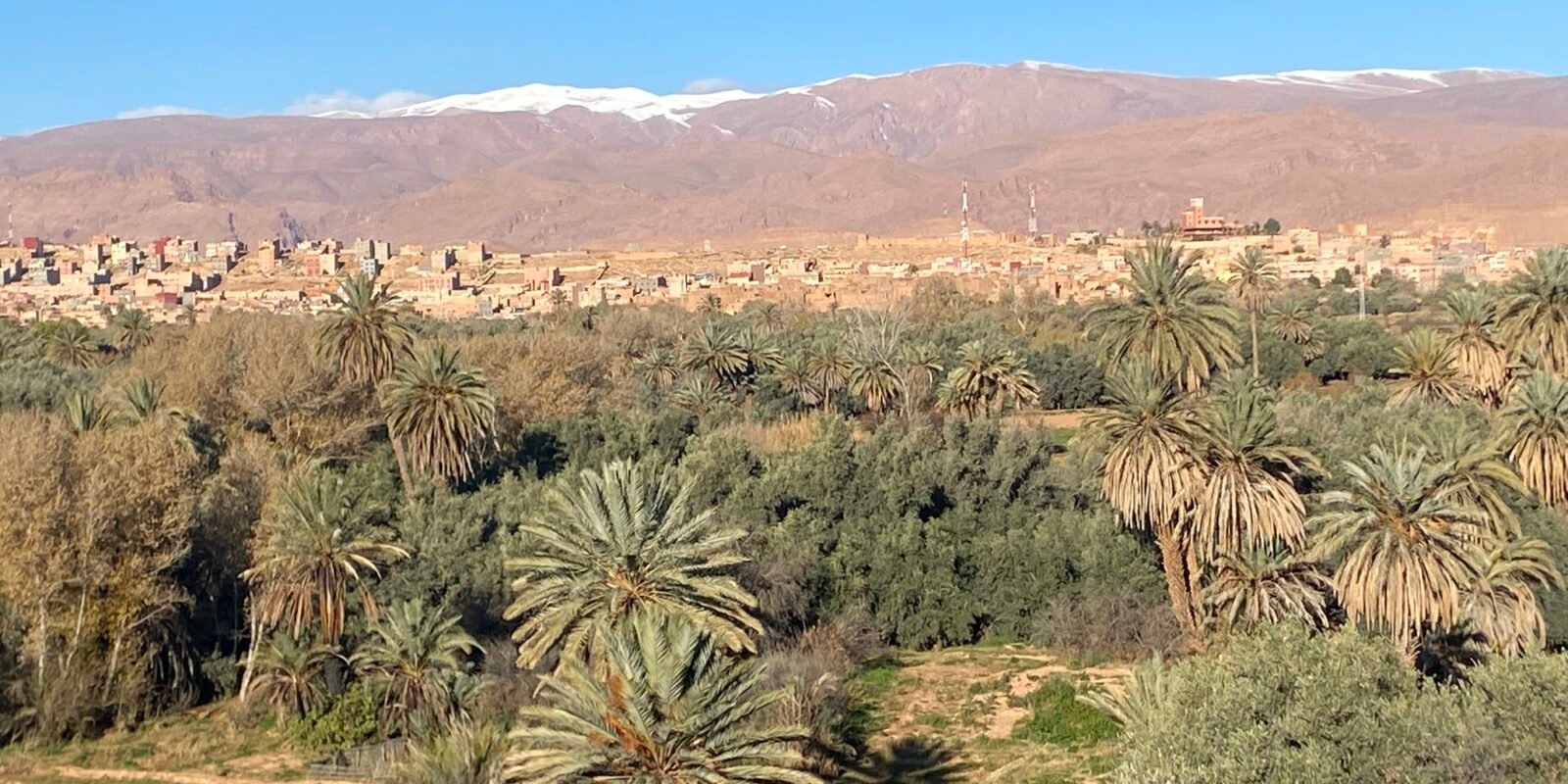 Vue palmeraie et Atlas enneigé