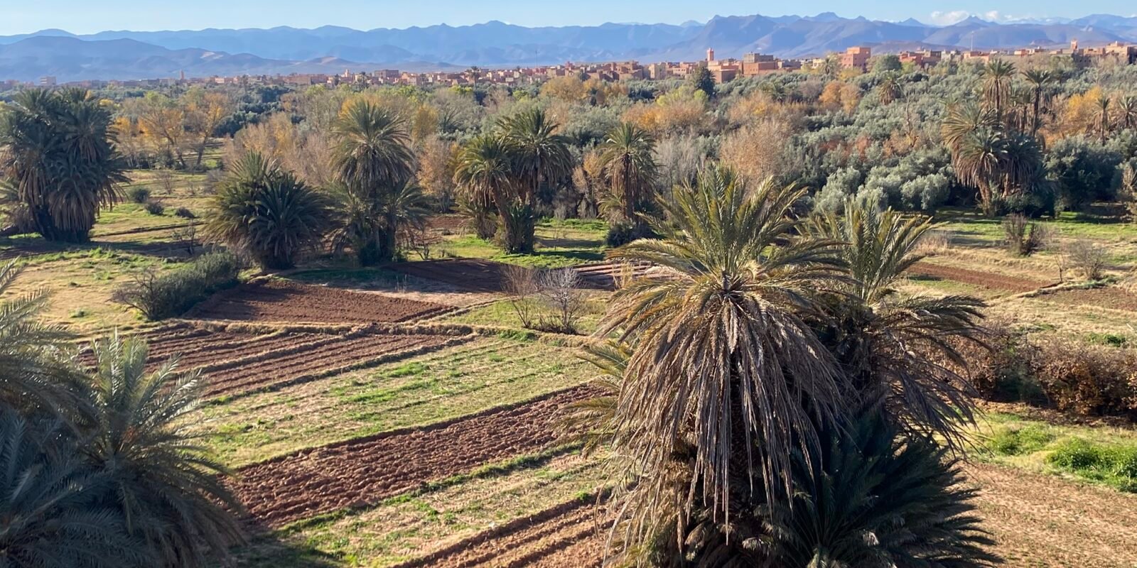 Vue palmeraie et chaîne de l'Atlas