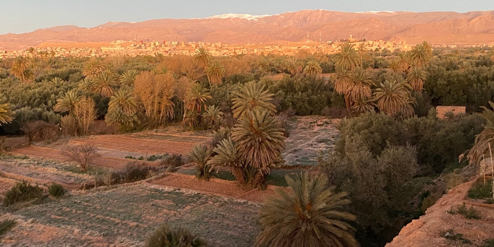 Vue palmeraie et montage de l'Atlas enneigé