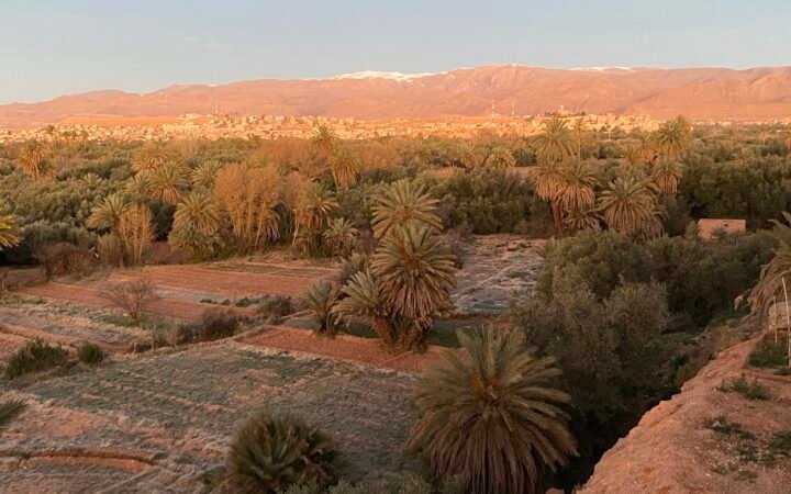 Vue palmeraie et montage de l'Atlas enneigé