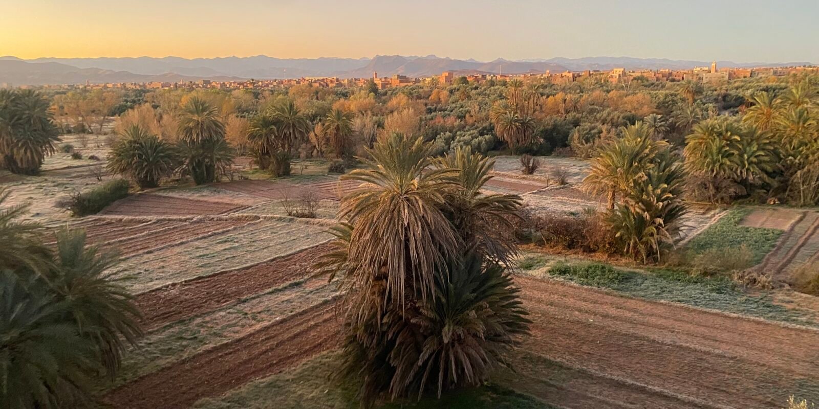 Vue palmeraie en hiver